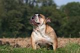 BULLDOG ANGLAIS 181